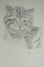 Chaton