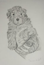 Weaton Terrier