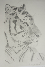 Tigre